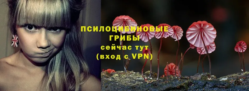 Галлюциногенные грибы Psilocybe  Гуково 